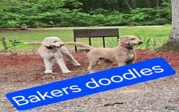 Goldendoodle dogs for sale: Sophia - Image 6