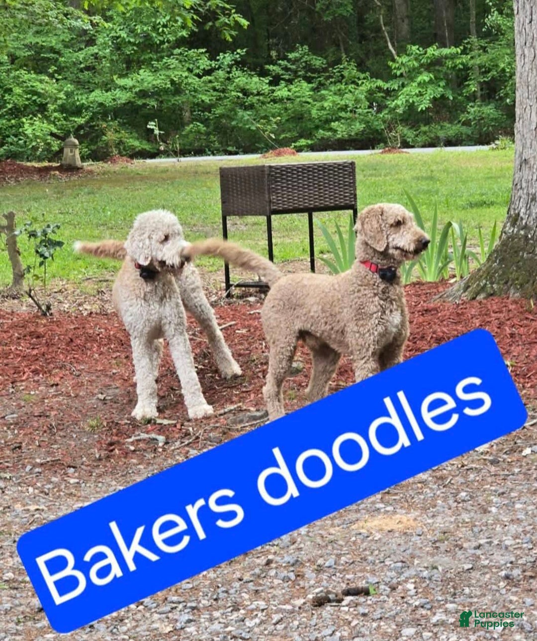 Goldendoodle dogs for sale: Sophia - Image 6