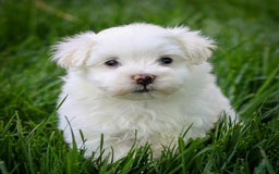 Maltese dogs for sale: Sterling - Image 14