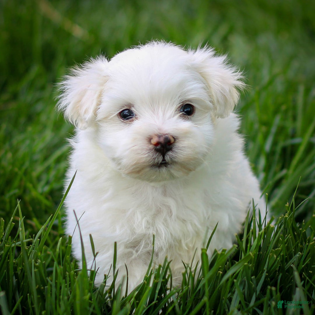 Maltese dogs for sale: Sterling - Image 14