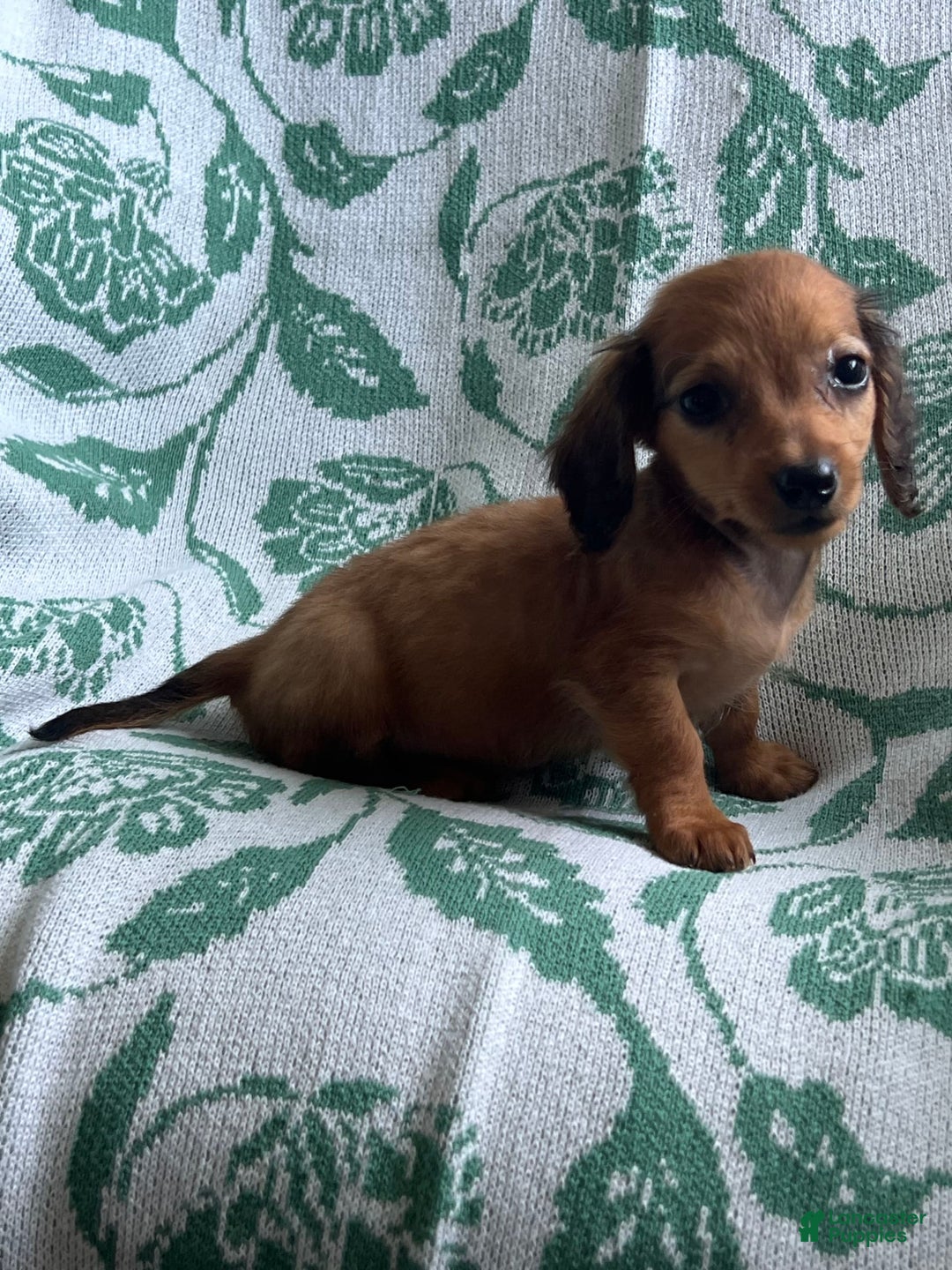 Dachshund dogs for sale: Donny Boy - Image 6