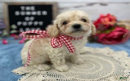 Miniature Poodle dogs for sale: Trixy - Image 7