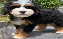 Mini Bernedoodle dogs for sale: 🧡 Boston Ma 🧡 Mini Bernedoodle - Image 2