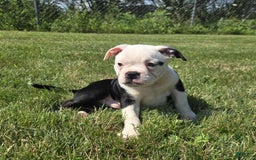 Olde English Bulldogge dogs for sale: Roger - Image 14