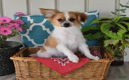 Papillon dogs for sale: Alex - Image 13