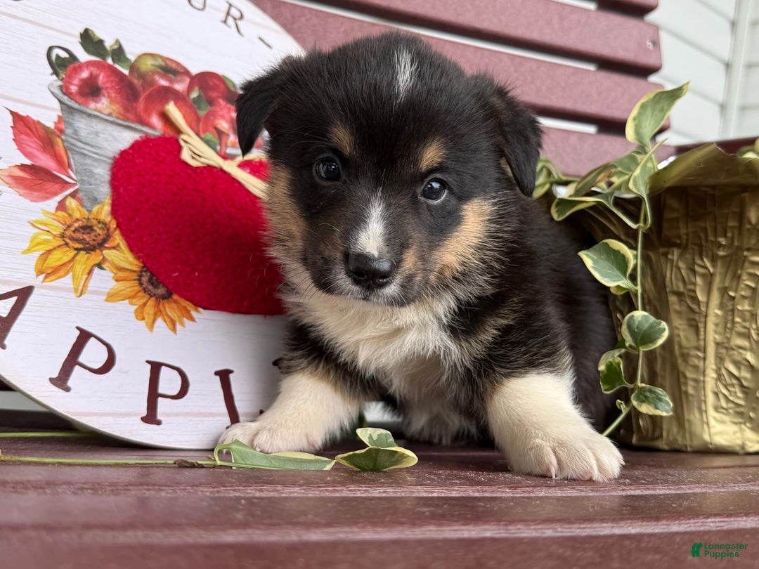 Welsh Corgi Pembroke dogs for sale: Welsh Corgi (Pembroke) 4 puppies - Image 6