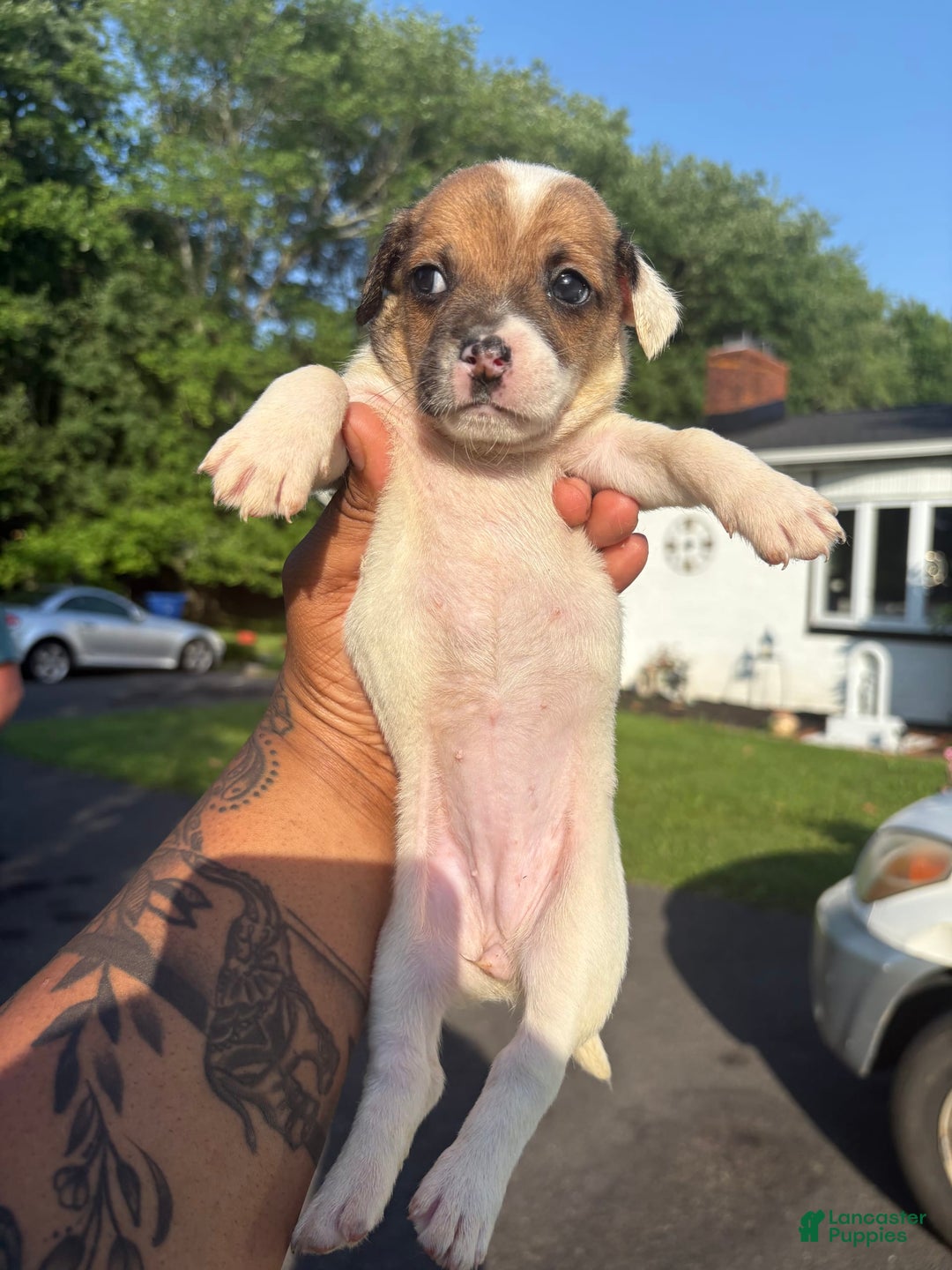 Jack Russell Terrier dogs for sale: Sydney - Image 4