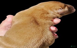 Labrador Retriever dogs for sale: Hayes - Image 2