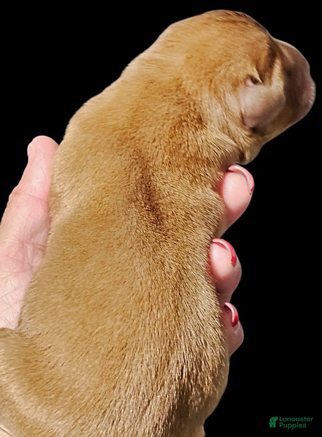 Labrador Retriever dogs for sale: Hayes - Image 2