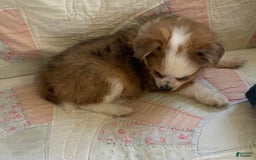 Pomchi dogs for sale: Tommy - Image 20