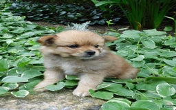 Pomeranian dogs for sale: Alex - Image 3