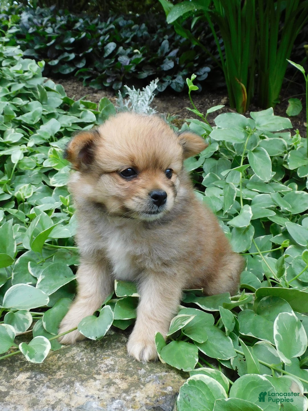Pomeranian dogs for sale: Alex - Image 3