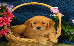Golden Retriever dogs for sale: Lizzy - Listing for pets: Lilly, Linda, Lizzy, Lex, Ludwig - Image 5