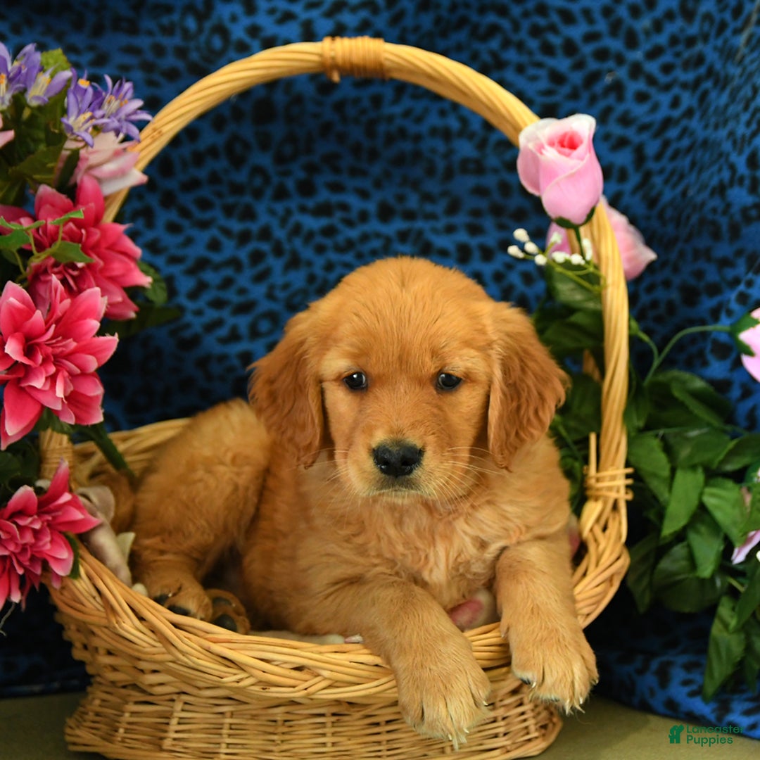 Golden Retriever dogs for sale: Lizzy - Listing for pets: Lilly, Linda, Lizzy, Lex, Ludwig - Image 5