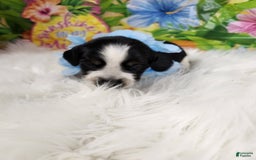 English Springer Spaniel dogs for sale: Peanut Butter - Image 3