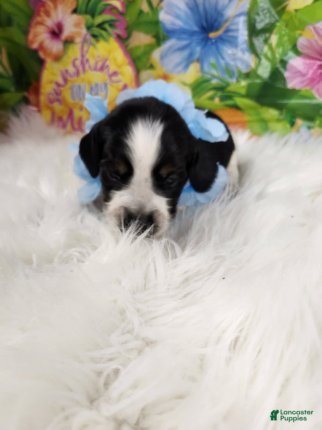 English Springer Spaniel dogs for sale: Peanut Butter - Image 3