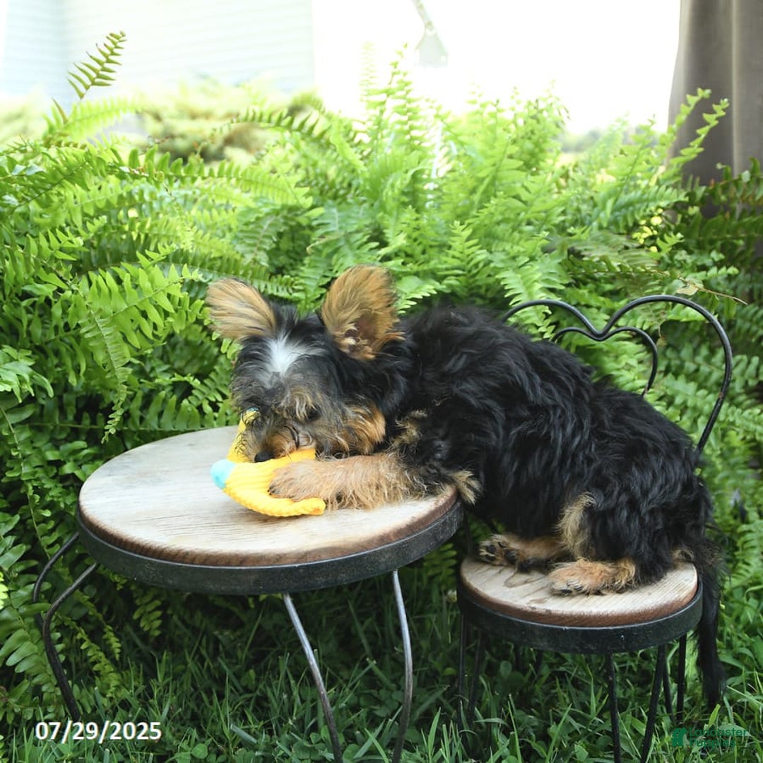 Yorkiepoo dogs for sale: Mickey - Image 2