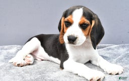 Beagle dogs for sale: Skip - Image 1
