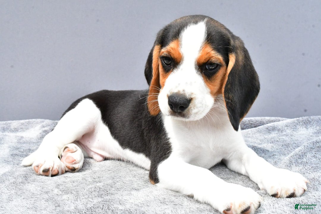 Beagle dogs for sale: Skip - Image 1