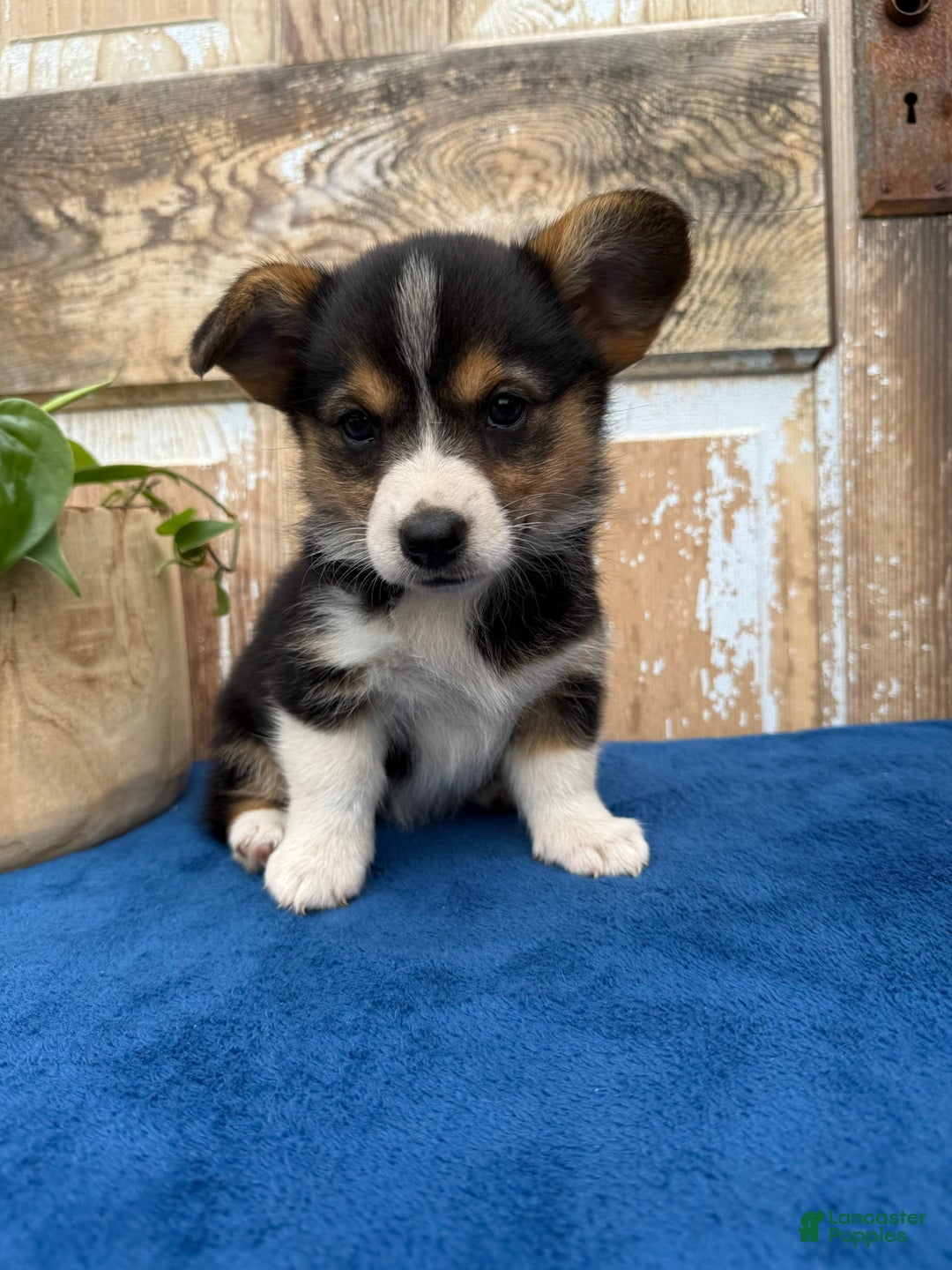 Welsh Corgi Pembroke dogs for sale: Clara - Image 6