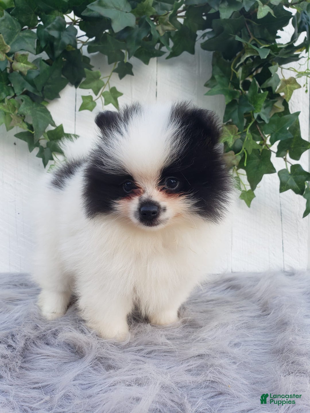 Pomeranian dogs for sale: Carly - Image 3