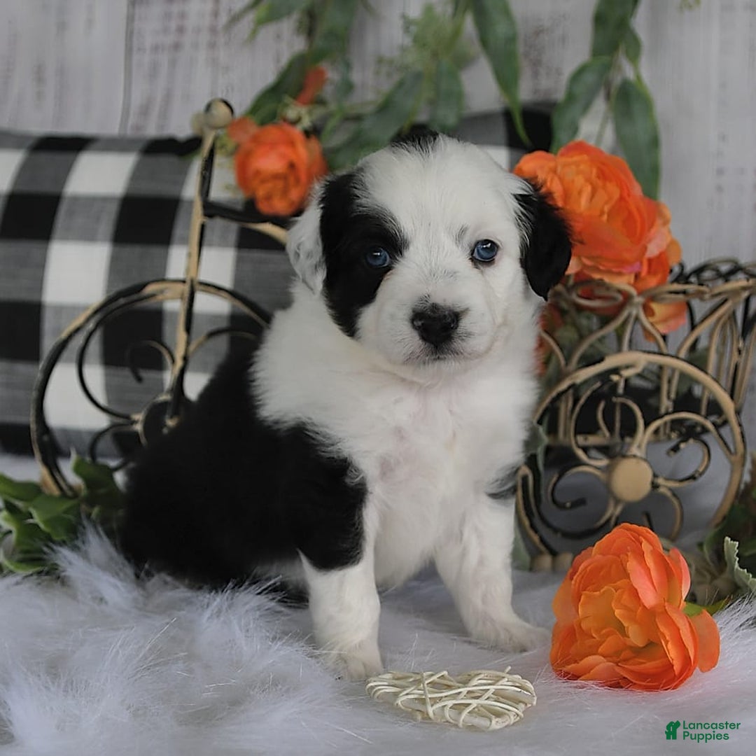 Miniature Australian Shepherd dogs for sale: Axel Toy - Image 11