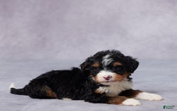 Mini Bernedoodle dogs for sale: Abel - Image 3