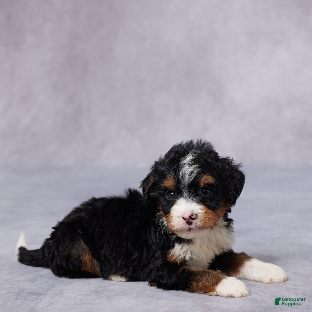 Mini Bernedoodle dogs for sale: Abel - Image 3