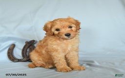 Shihpoo dogs for sale: River - Image 2