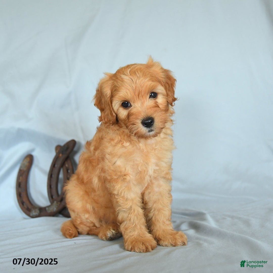 Shihpoo dogs for sale: River - Image 2