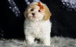 Maltipoo dogs for sale: Kelce - Image 3