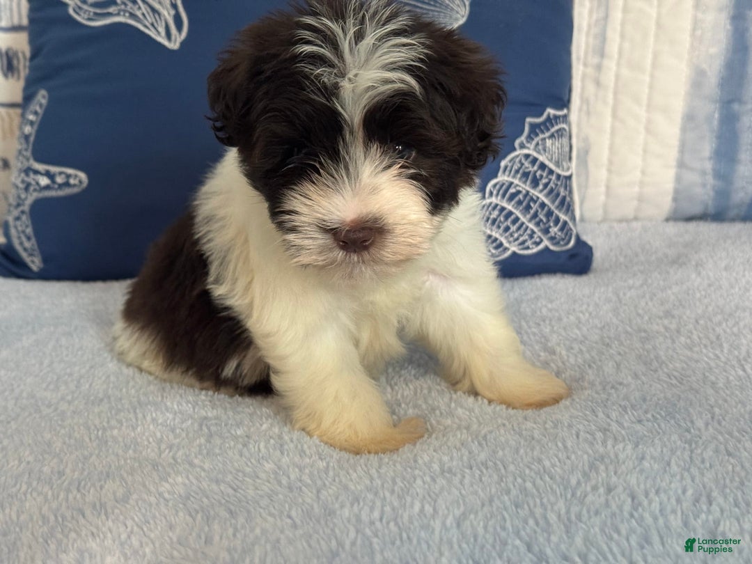 Miniature Schnauzer dogs for sale: Fancy Male 2 Akc Liver Parti - Image 8