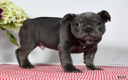 French Bulldog dogs for sale: Jay - Image 8