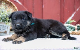 German Shepherd dogs for sale: Sushi - Image 2