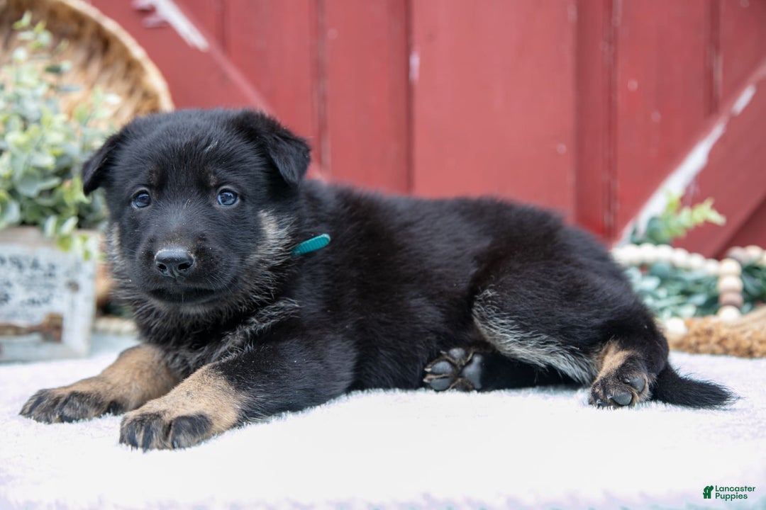 German Shepherd dogs for sale: Sushi - Image 2