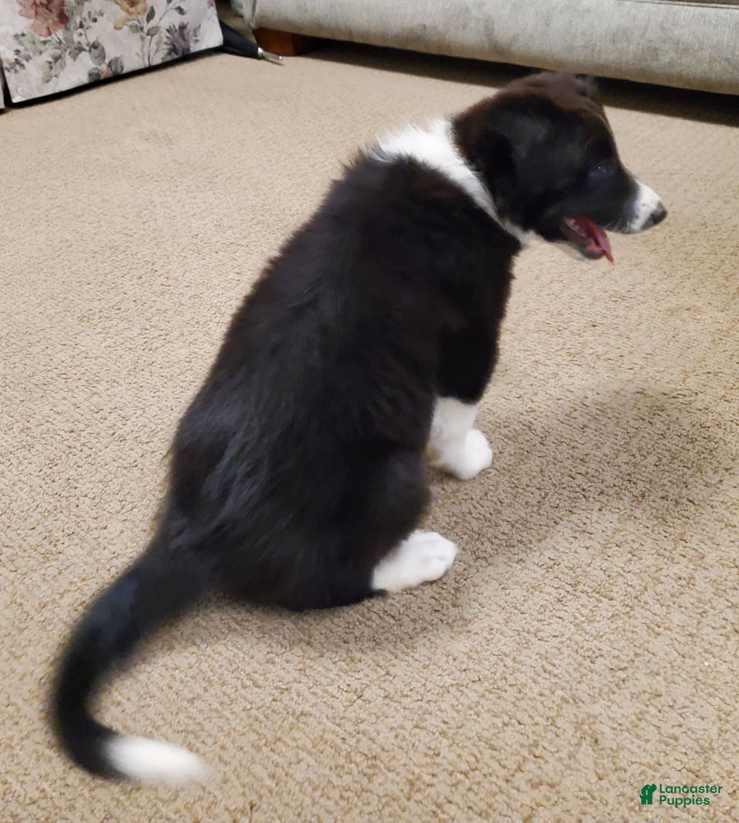 Border Collie dogs for sale: Haley - Image 2