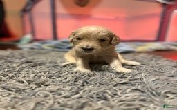 Goldendoodle dogs for sale: Major - Image 1