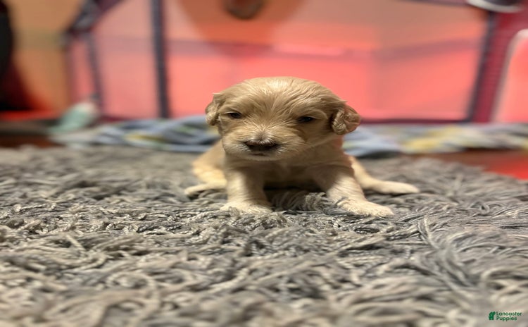 Goldendoodle dogs for sale - Ad 3