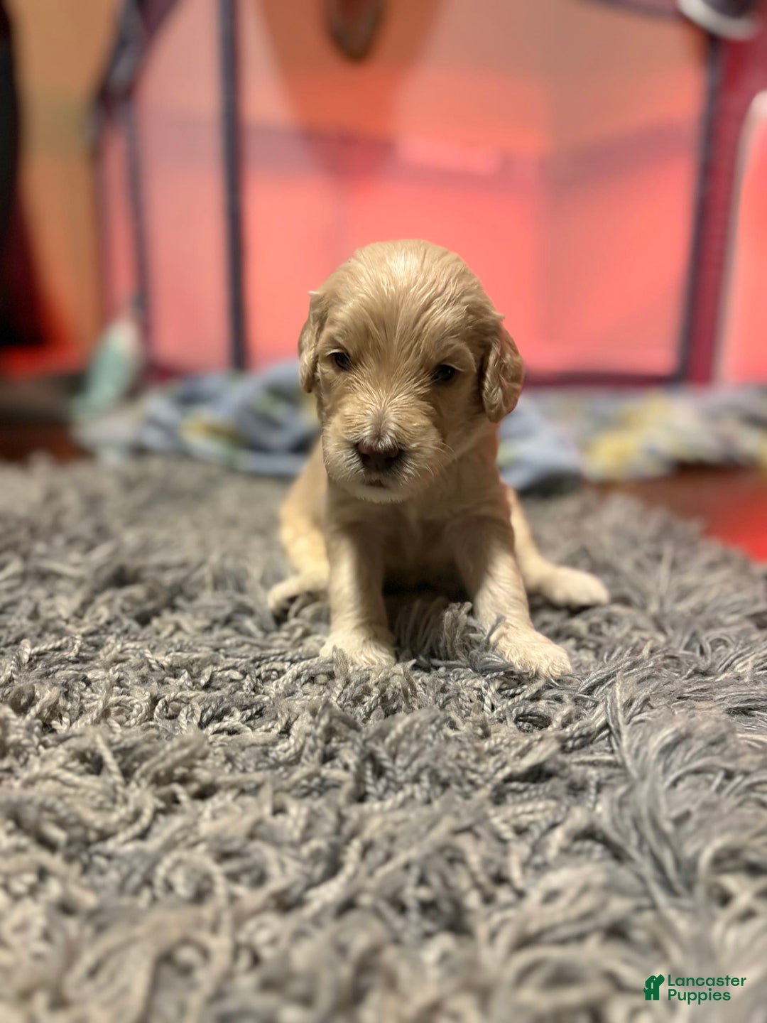 Goldendoodle dogs for sale: Major - Image 1