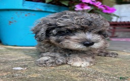 Cavapoo dogs for sale: Rex - Image 1