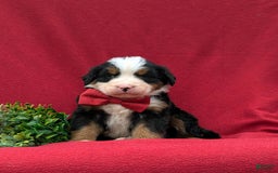 Bernese Mountain Dog dogs for sale: Floyd - Image 1