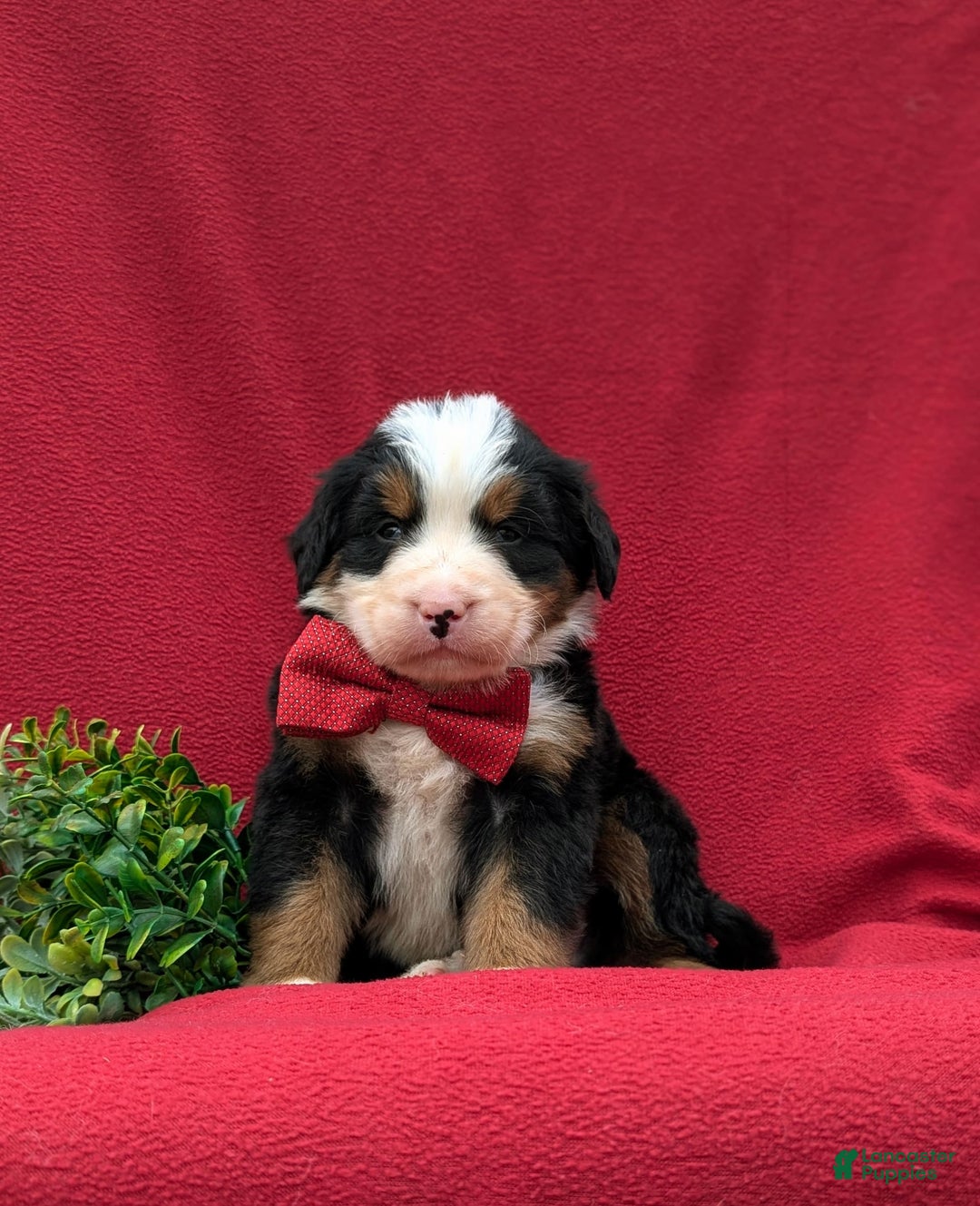 Bernese Mountain Dog dogs for sale: Floyd - Image 1