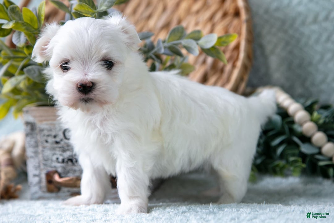 Maltese dogs for sale: Percy - Image 5