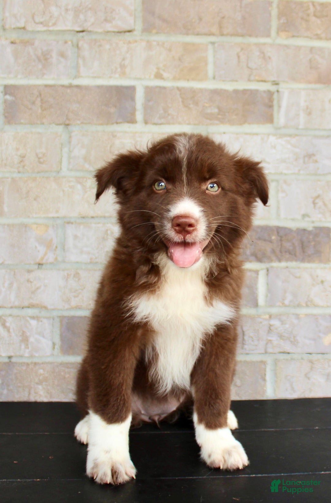 Australian Shepherd dogs for sale: Tracy - Image 1