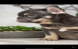 French Bulldog dogs for sale: Female Frenchies - Image 2