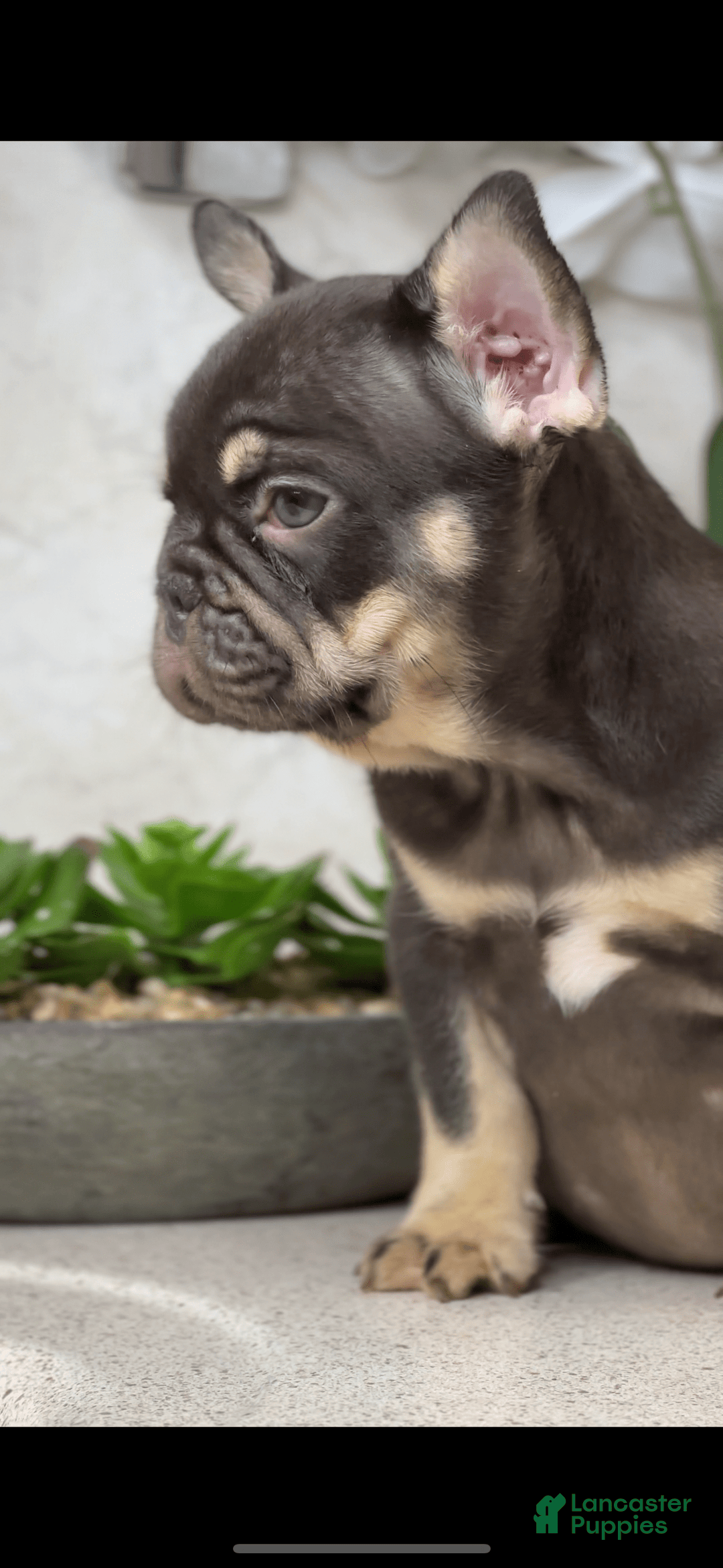 French Bulldog dogs for sale: Female Frenchies - Image 2