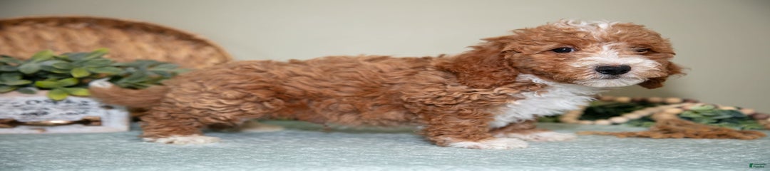 Gordon