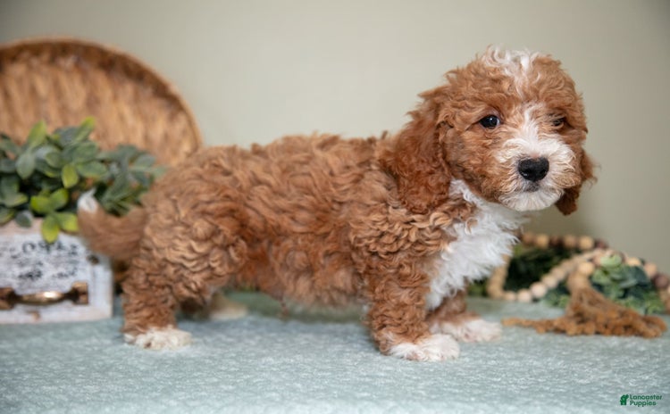 Cavapoo dogs for sale - Ad 4