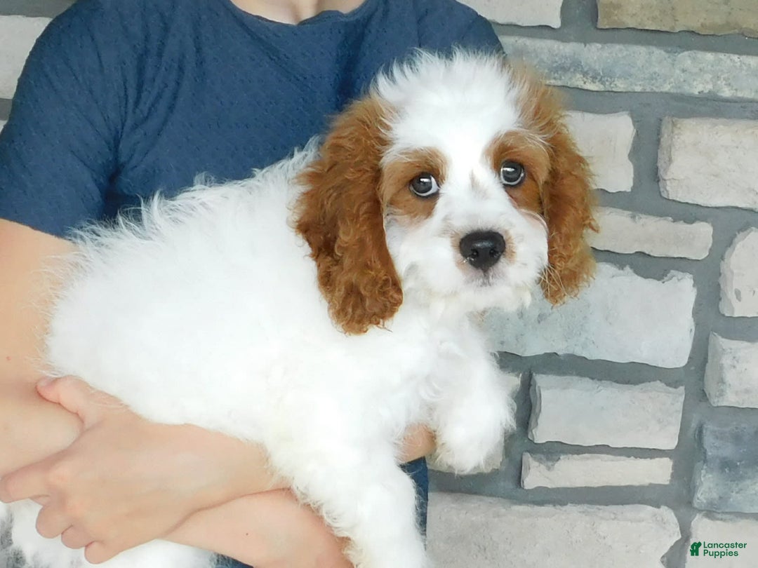 Cavapoo dogs for sale: Cleo - Image 2