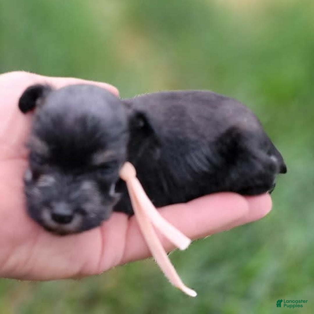 Miniature Schnauzer dogs for sale: Fern - Image 11